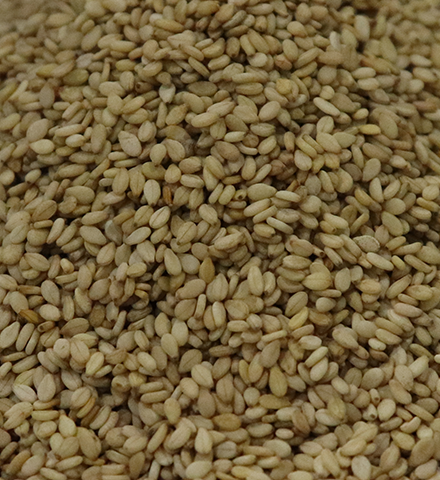 Natural Sortex Sesame Seed Brokers From India